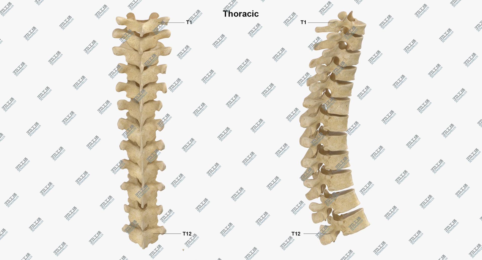 images/goods_img/2021040233/3D Real Human Spine Bones Anatomy 01 model/5.jpg